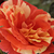 Žuta - narančasta - Floribunda ruže - Papagena